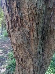 Ruprechtia laxiflora