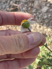 Perityle crassifolia