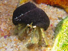 Diogenes brevirostris