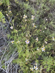 Coreocarpus parthenioides
