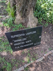 Ruprechtia laxiflora