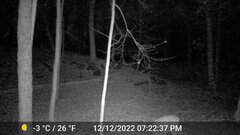 Odocoileus virginianus