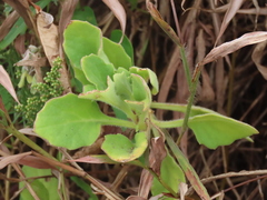 Gynura divaricata