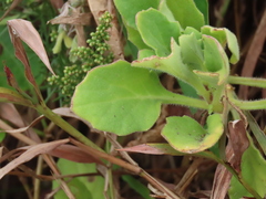 Gynura divaricata