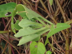 Gynura divaricata