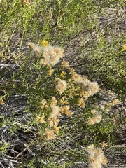 Xylothamia diffusa