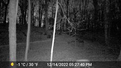 Odocoileus virginianus