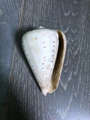 Conus betulinus