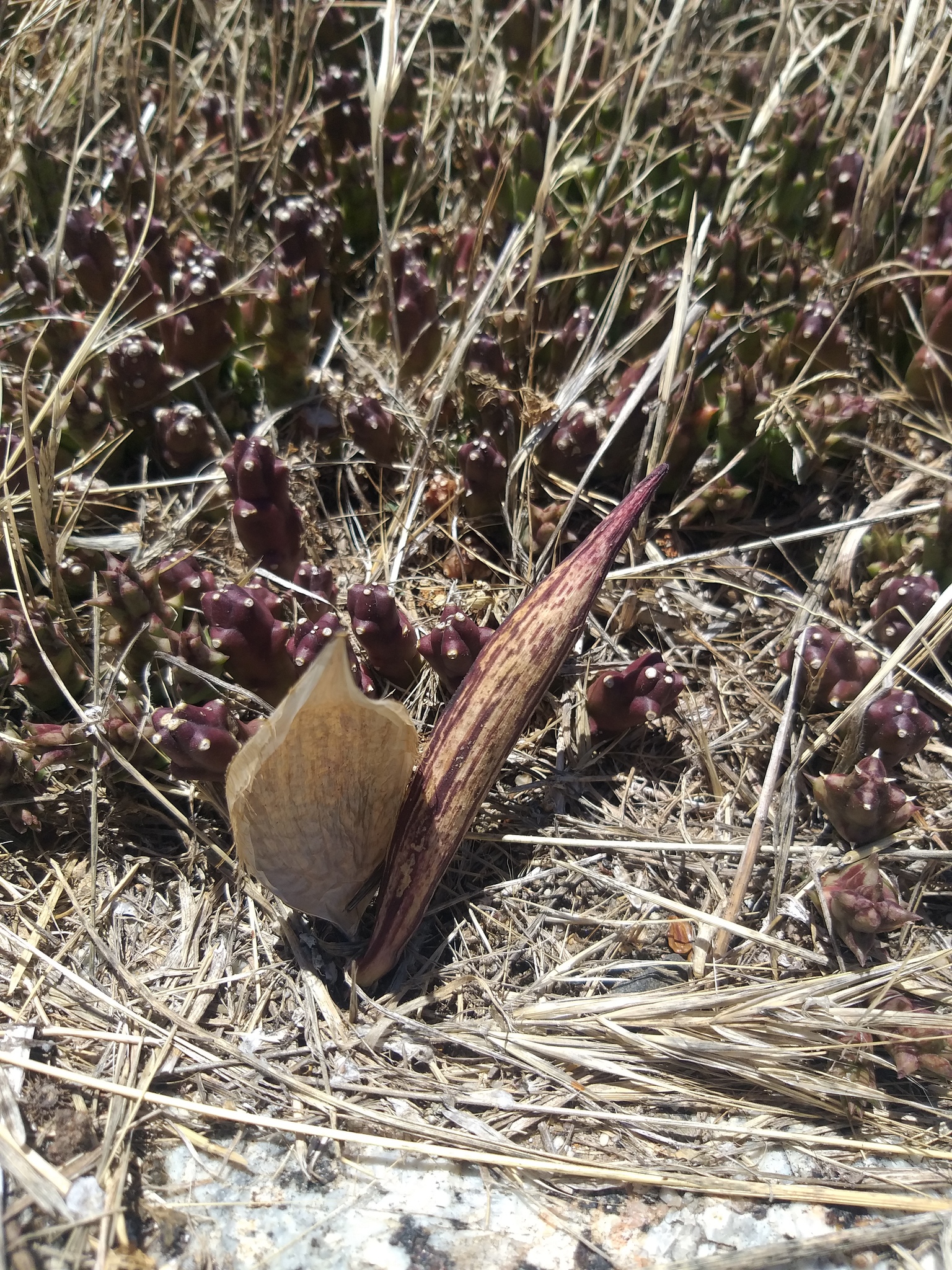 Stapelia curtisii (Haw.) Schult.