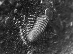 Trilobita