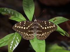 Lexias canescens pardalina
