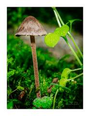 Panaeolus acuminatus