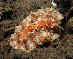 Carminodoris flammea