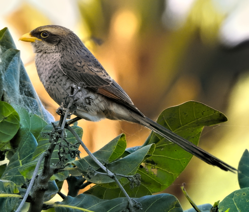 Yellow-billed Shrike