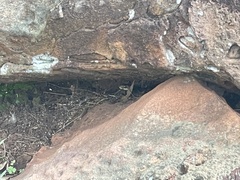 Psammophis brevirostris