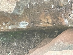 Psammophis brevirostris