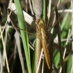 Crocothemis erythraea