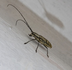 Macrochenus tigrinus