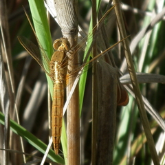 Crocothemis erythraea