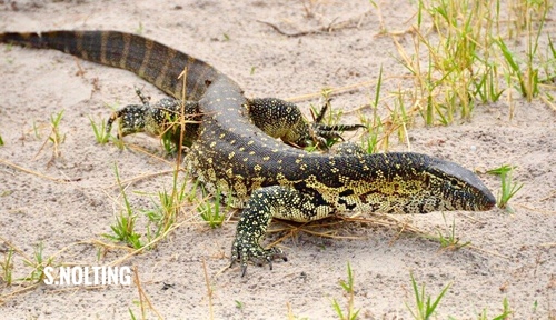 Nile Monitor