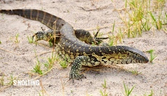 Nile Monitor photo 2
