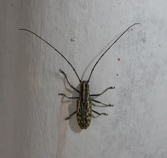 Macrochenus tigrinus