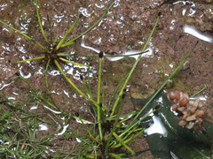 Eleocharis ovata