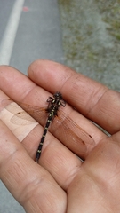 Gomphomacromia paradoxa