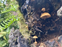 Galerina marginata
