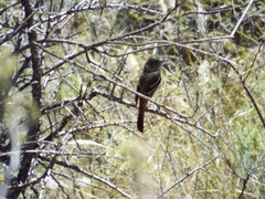 Knipolegus aterrimus