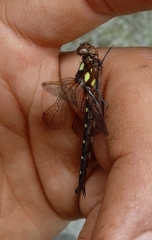 Gomphomacromia paradoxa