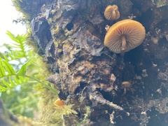 Galerina marginata
