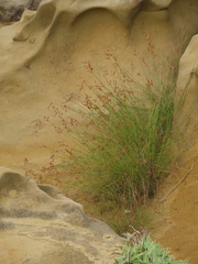 Fimbristylis sieboldii