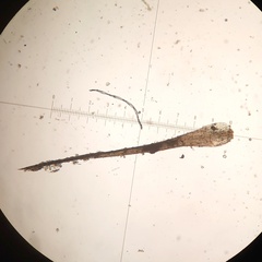 Pleuridium subulatum