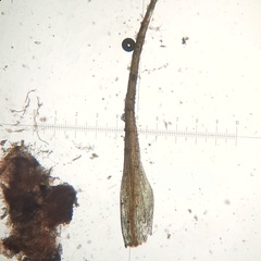 Pleuridium subulatum
