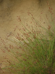 Fimbristylis sieboldii