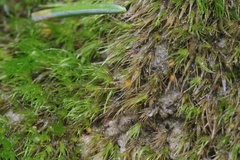 Pleuridium subulatum