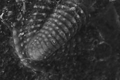Trilobita