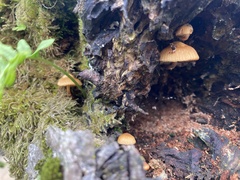 Galerina marginata