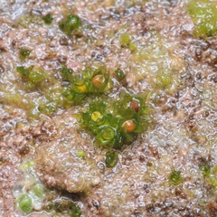 Physcomitrium patens