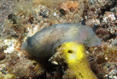 Dendrodoris nigra