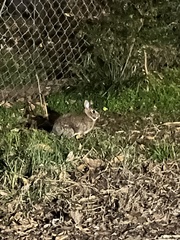 Sylvilagus floridanus