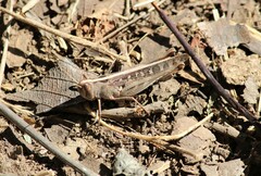 Rhammatocerus viatorius