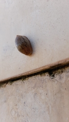 Drusia valenciennii