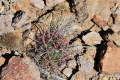 Ferocactus