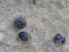 Melarhaphe neritoides