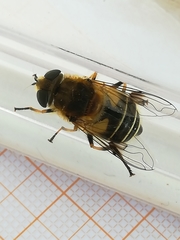 Eristalis jugorum