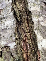 Cryphonectria parasitica