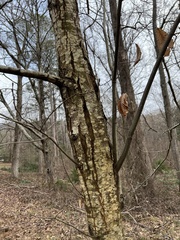 Cryphonectria parasitica