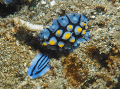 Phyllidia picta